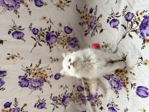 İran chinchilla yavrular
