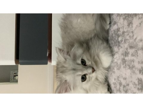 9 aylık oyuncu british longhair oğlumuz