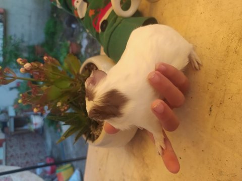 Erkek kısa tüy ginepig