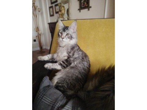 Üst kaliteli erkek silver renk uygun maine coon