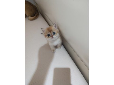 Safkan british golden