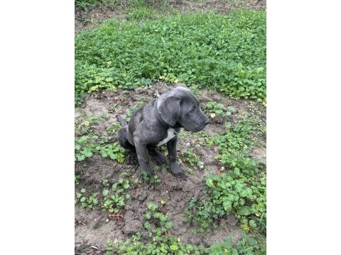 Has cane corso erkek yavru