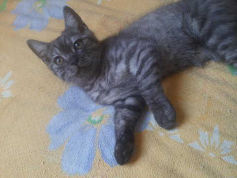 British shorthair yavru
