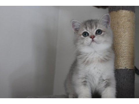 Ay11 erkek british shorthair blue golden