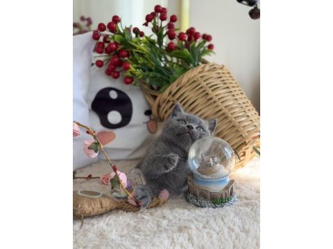 British shorthair iki aylık
