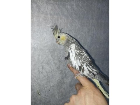 Full mutasyon yavru sultan papağanı