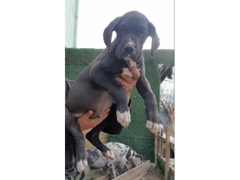 Great dane ( danua a secereli )