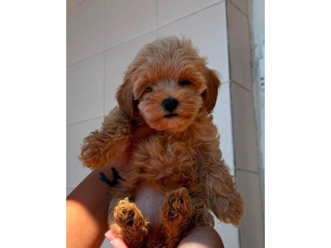 Maltipoo bebekler