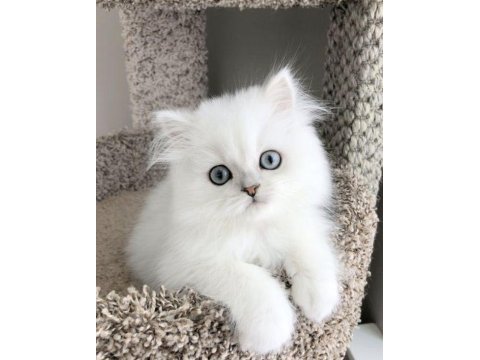 British longhair bebekler