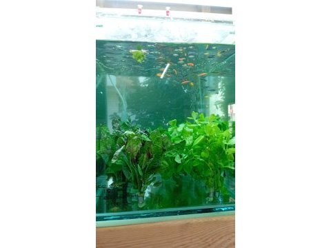 Gardenya petshop tum canlı doguran cesıtleri magazamızda