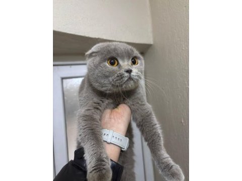 Ücretli scottish fold sahiplendirme ilanı