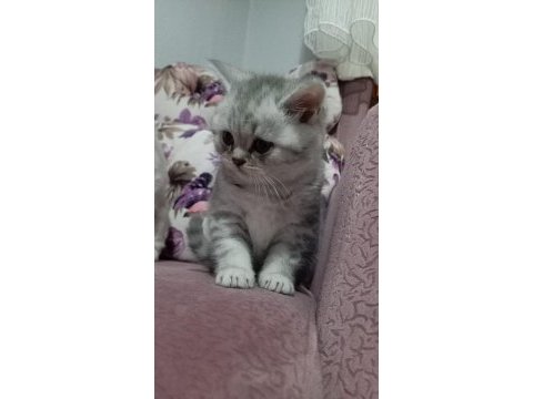 16 nisan doğumlu british shorthair erkek yavru