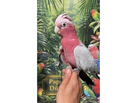 Evcil gallah rose kakadu