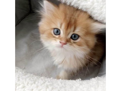 Safkan british longhair bebekler