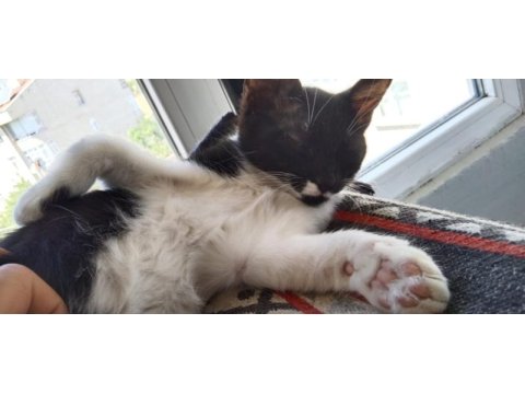 Çekingen kedidir ama sevdimi tam seviyor