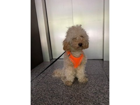 1,5 yaşında saf kan erkek toy poodle