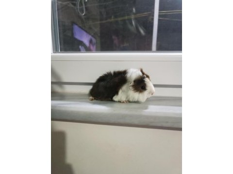 Yavru peruvan guinea pig