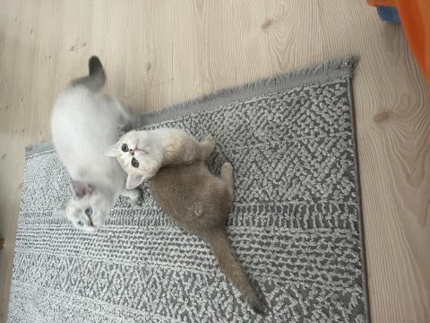 Teslime hazır dişi golden bebek kedimiz
