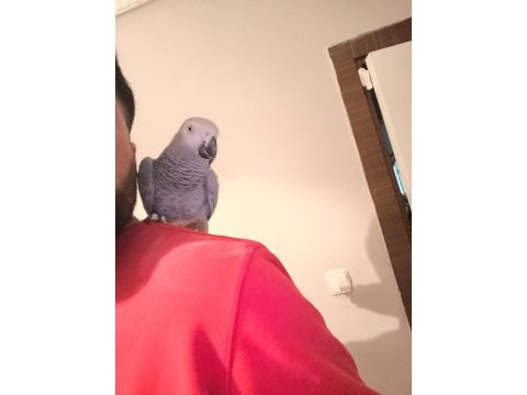 Acil jako papağanı
