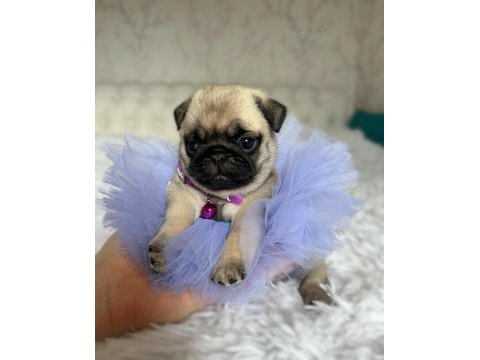 A kalite pug mops puppies eğitimli