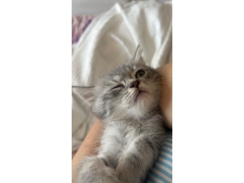 Gri yavru cins kedi