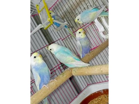 Forpus house farkıyla bebek rainbow muhabbet kuşları