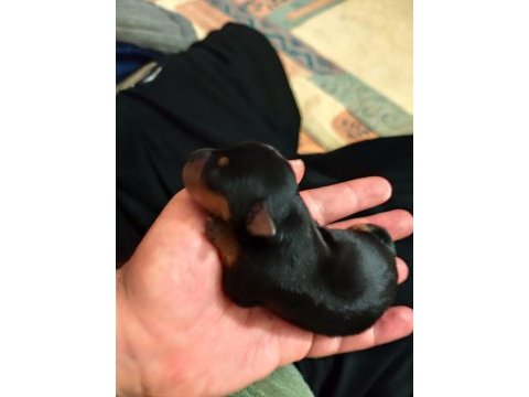Safkan a kalite 0 numara minyatür pinscher