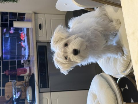 Terrier maltese dişi köpeğim