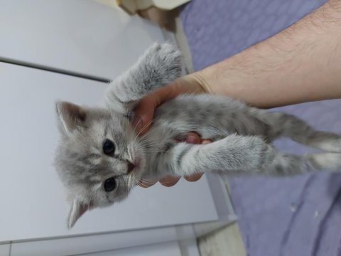 1 haftalık british shorthair yavrular