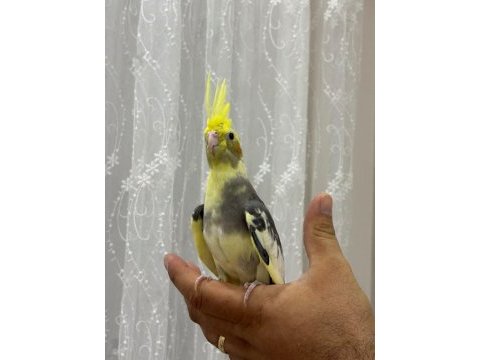 Yavru sultanlar yeni yuvalarını bekliyor