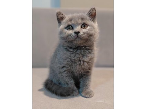 British shorthair erkek yavrumuz