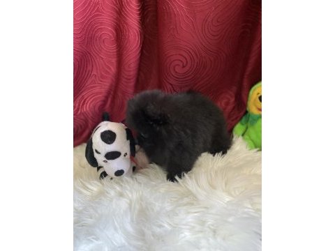 Teacup garantili black tan pomeranian