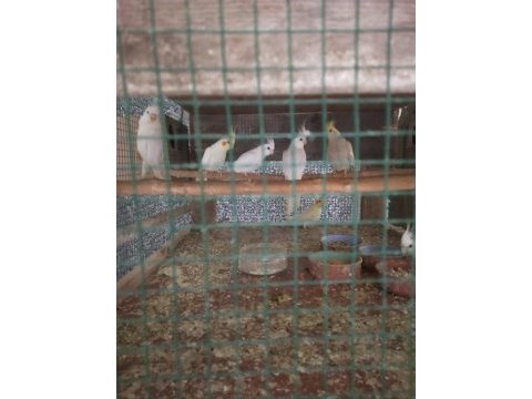 Albino, lutino, pied sultan papağanı yavruları