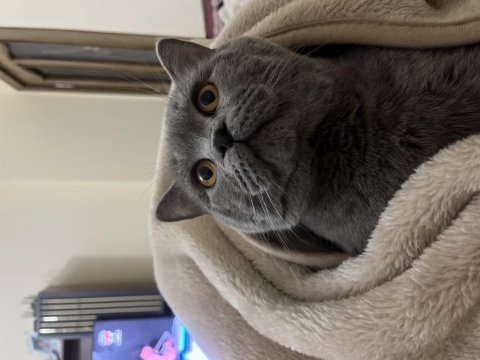 Erkek british shorthair
