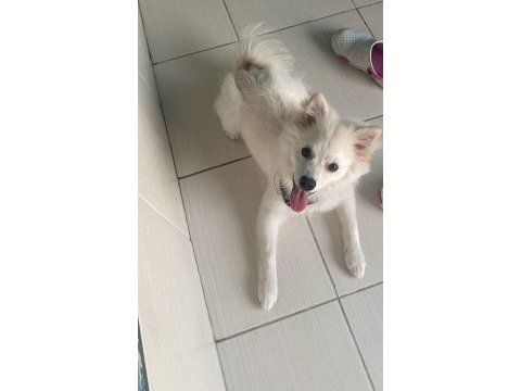 Japon spitz 5 aylık