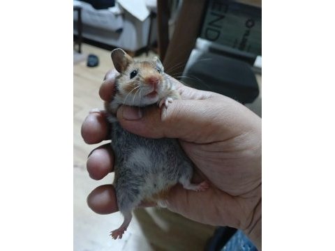 Ele alışık hamster yavrular