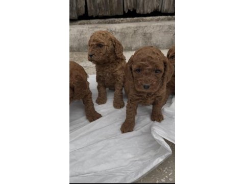 Güzelliğiyle büyüleyen red brown toy poodle