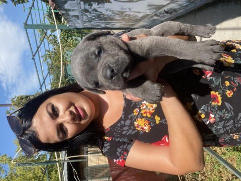 Dev mavi gözlü cane corso yavrularımız