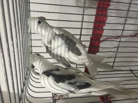 Ele alışık sultan papağanları yavru