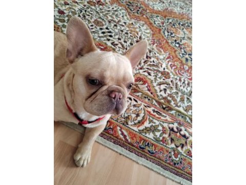 French bulldog köpeğimize bir bakın derim