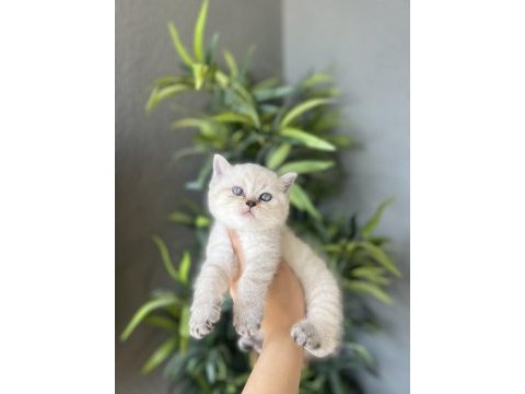 Brıtısh shorthair sılver yavrularım 