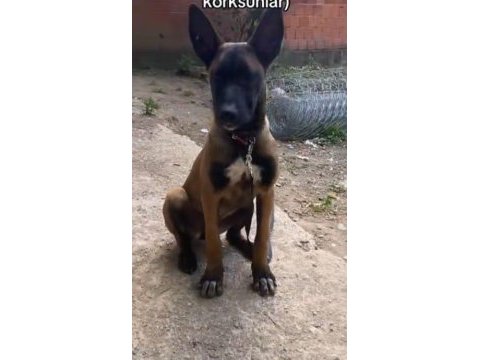 Belçika malinois 95 günlük saf kan maskeli uygun fiyat