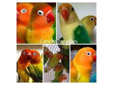 Renk renk özel mutasyon cennet papağanları adana