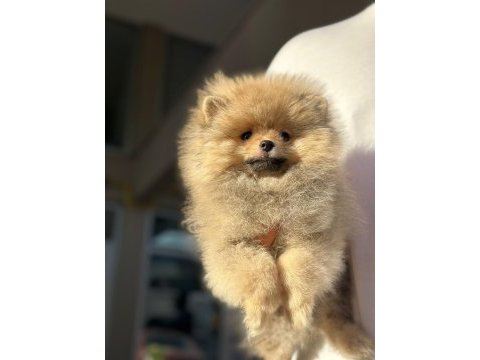 Ayı surat pomeranian boo yavruları