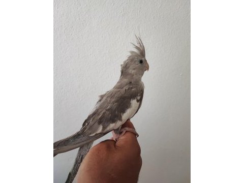 Sahibinden akıllı uysal yavru sultan papağanı