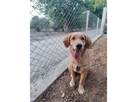 Golden 5 aylık tüm aşıları yapılmıştır