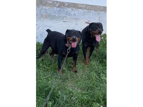 Afyon merkez 7 aylık erkek rottweiler