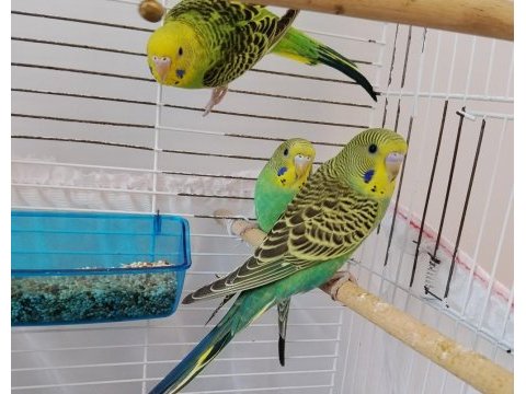 Yeme yeni düşen yavru muhabbet kuşları