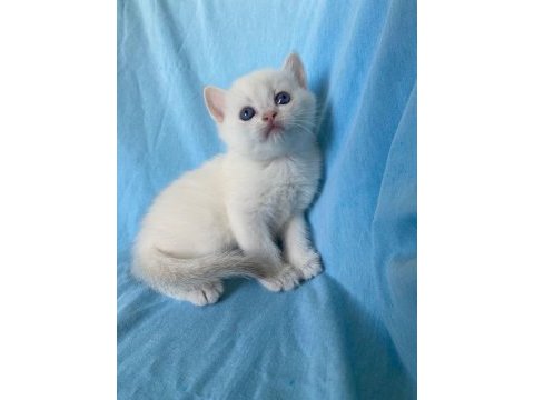 Portakal renginde safkan british shorthair yavrular