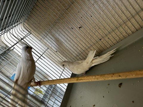 Albino takım sultan papağanı